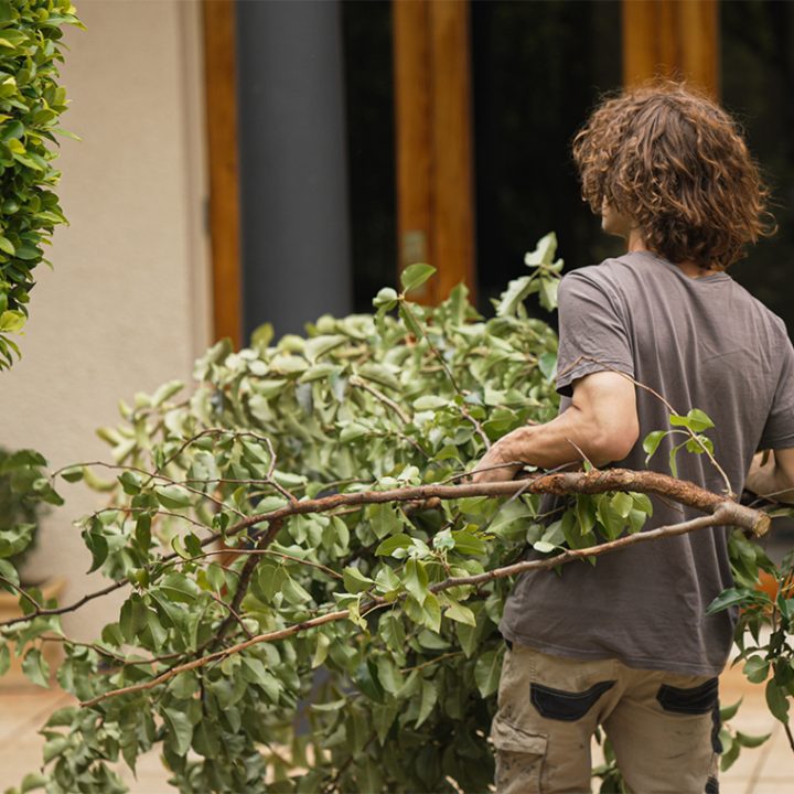 Tree Pruning, Hedge Trimming, Green Waste Removal, Leaf Blowing
