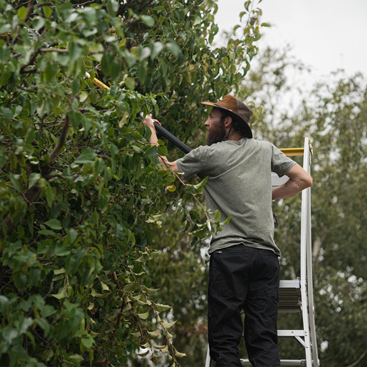 Tree Pruning, Hedge Trimming, Green Waste Removal, Leaf Blowing